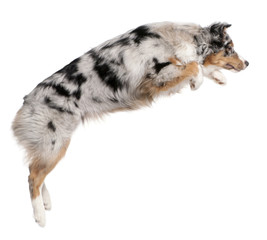 Australian Shepherd dog jumping, 7 months old