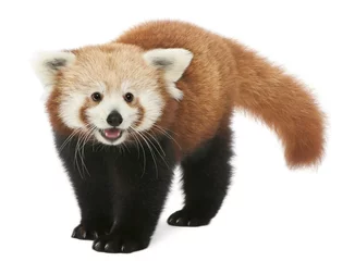 Cercles muraux Panda Jeune panda rouge ou chat brillant, Ailurus fulgens, 7 mois