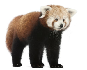 Young Red panda or Shining cat, Ailurus fulgens, 7 months old