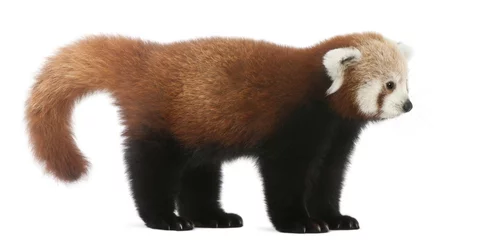 Photo sur Plexiglas Panda Young Red panda or Shining cat, Ailurus fulgens, 7 months old