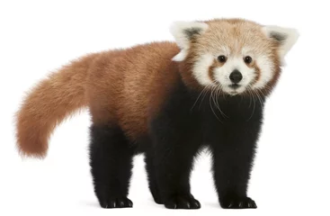 Papier Peint photo Lavable Panda Jeune panda rouge ou chat brillant, Ailurus fulgens, 7 mois