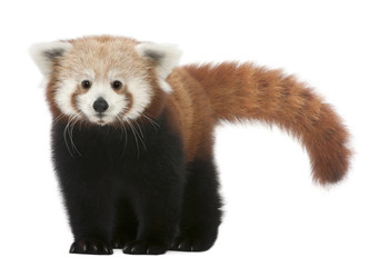 Young Red panda or Shining cat, Ailurus fulgens, 7 months old