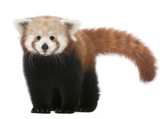Papier Peint photo Panda Jeune panda rouge ou chat brillant, Ailurus fulgens, 7 mois