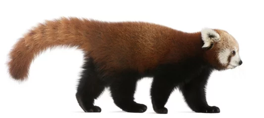 Crédence de cuisine en verre imprimé Panda Jeune panda rouge ou chat brillant, Ailurus fulgens, 7 mois