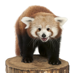 young Red panda or Shining cat, Ailurus fulgens, 7 months old