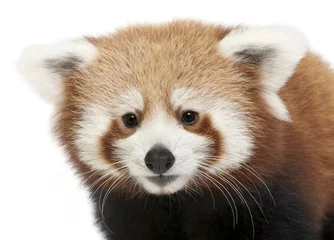 Stickers meubles Panda Close-up of Young Red panda ou chat brillant, Ailurus fulgens