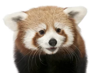 Crédence de cuisine en verre imprimé Panda Close-up of Young Red panda ou chat brillant, Ailurus fulgens