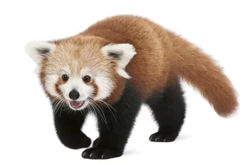 Photo sur Aluminium Panda Jeune panda rouge ou chat brillant, Ailurus fulgens, 7 mois