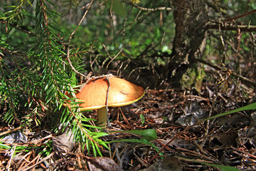 variety of edible mushroom in wood