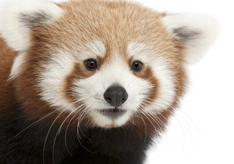 Close-up of Young Red panda or Shining cat, Ailurus fulgens