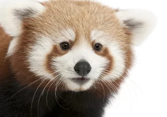 Papier Peint photo autocollant Panda Close-up of Young Red panda or Shining cat, Ailurus fulgens