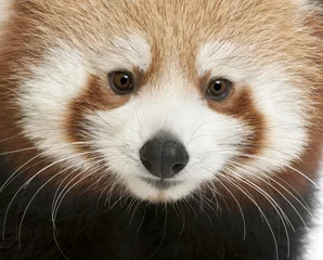 Papier Peint photo Lavable Panda Close-up of Young Red panda or Shining cat, Ailurus fulgens