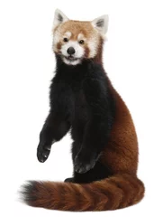 Papier Peint photo Lavable Panda Vieux panda roux ou chat brillant, Ailurus fulgens, 10 ans