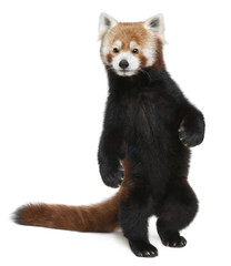 Old Red panda or Shining cat, Ailurus fulgens, 10 years old