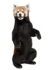 Papier Peint photo Lavable Panda Vieux panda roux ou chat brillant, Ailurus fulgens, 10 ans
