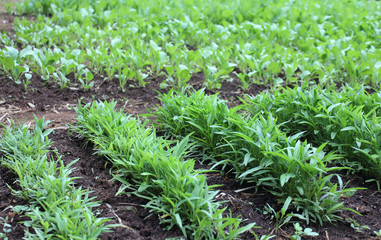 Row of vegetable