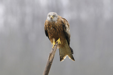 Red kite