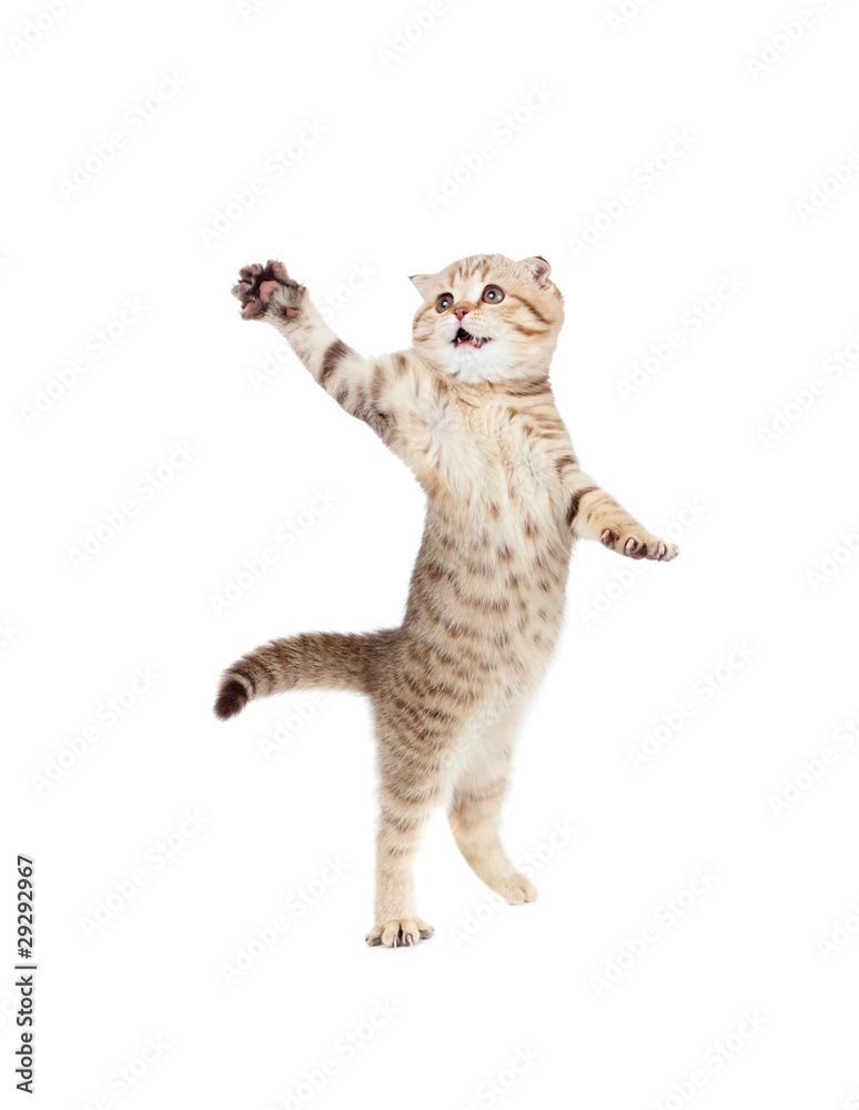 Fototapete jumping kitten or cat  striped Scottish fold isolated studio sho