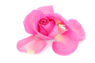 pink rose petals with rose on white