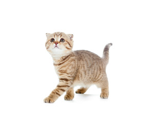 walking kitten or cat  striped Scottish fold isolated studio sho