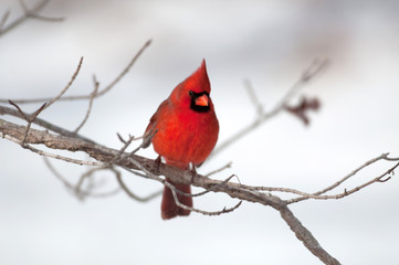 Northern cardinal on a branch