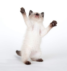 Cute kitten on white