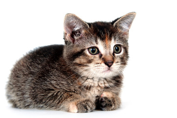 Cute tabby kitten
