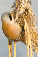 Bearded Tit, male - Reedling (Panurus biarmicus)
