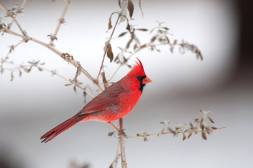 Northern cardinal on a branch