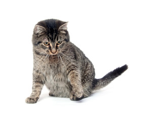 Tabby cat on white