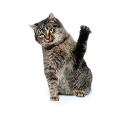 cat swinging its paw