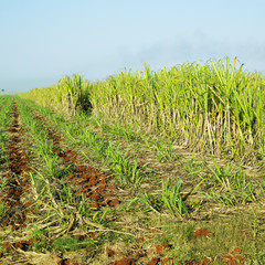 sugar cane field, René Fraga, Cuba