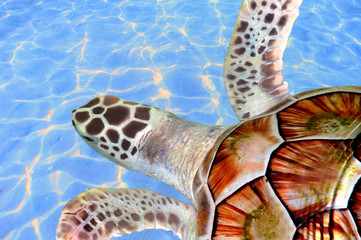 Green sea turtle swimming in ocean sea