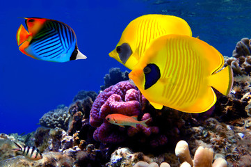 Naklejka na ściany i meble Podwodny obraz rafy koralowej
