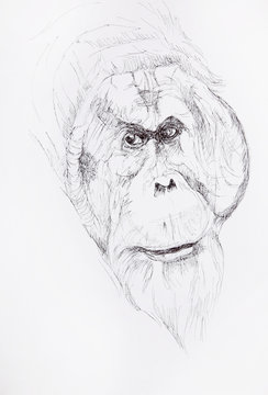croquis orang outang