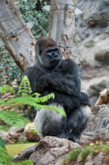 Gorilla