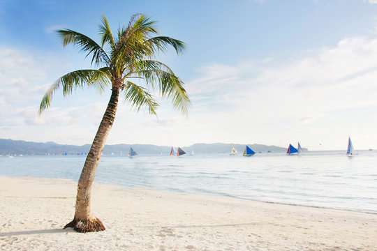 palm tree on sand beach