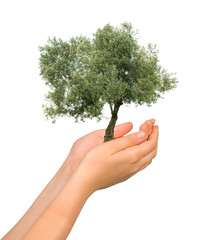 Olive tree as a gift of agriculture