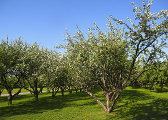 Apple garden in blossom