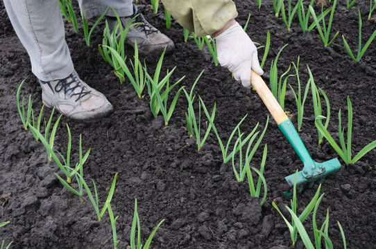 raking of garlic plantation