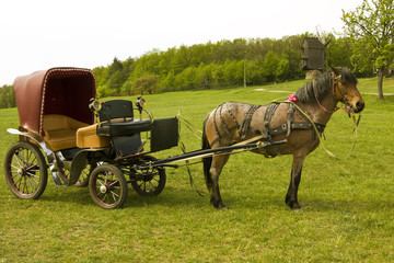 Obraz premium Horse with carriage