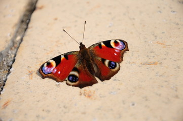 Fototapeta na wymiar kolorowy motyl