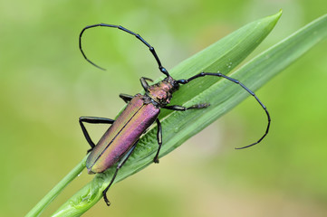 Moschusbock