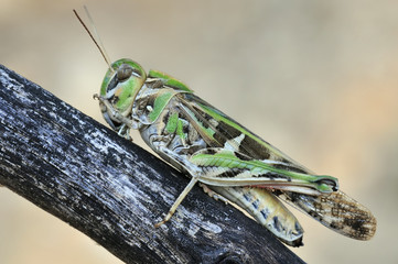 Kreuzschrecke