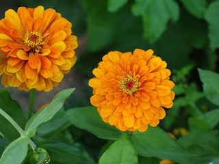 zinnia