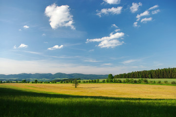 Fototapeta premium Hills scenery with lonely tree