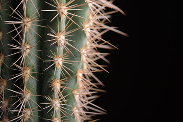 Tight close up of cactus