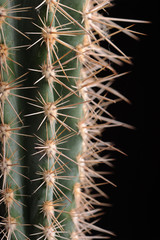 Tight close up of cactus