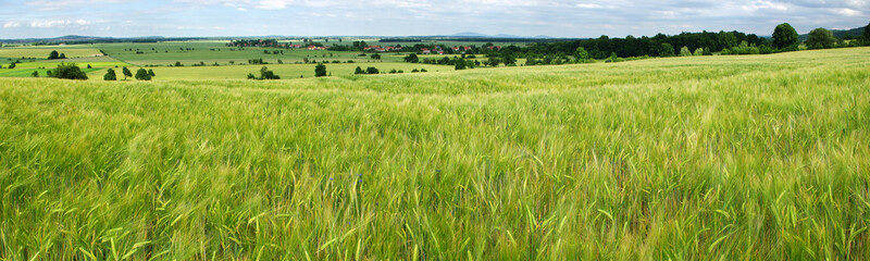 Panorama of green grain field