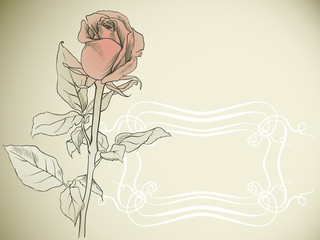 frame with rose, vector illustration